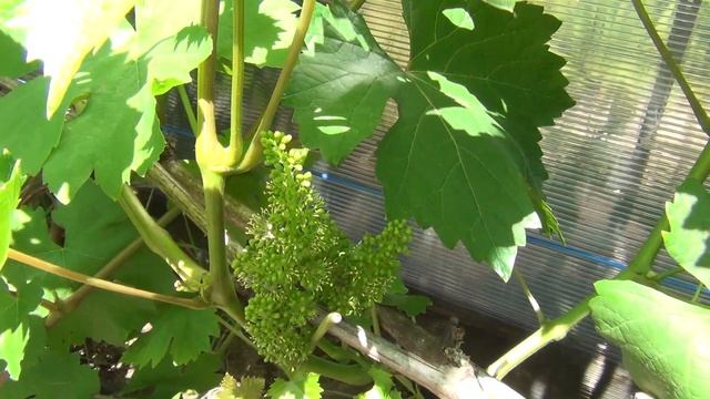 КАК Я УСКОРИЛ ЦВЕТЕНИЕ ВИНОГРАДА, БИТОГО ЗАМОРОЗКОМ смотреть онлайн