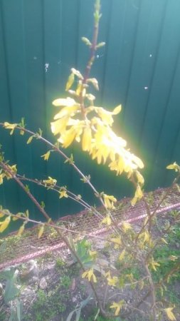 VID_20250328_100704