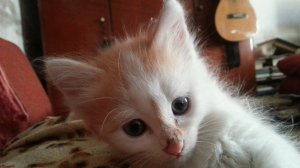 Монстр инопланетный