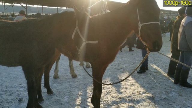 Отбозор Худжанд Спитамен Нов.Сотилган Отларнинг Зурлари.