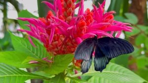 Расслабляющий сад бабочек и умиротворяющие звуки тропического леса. Для сна и медитации Экскурсия