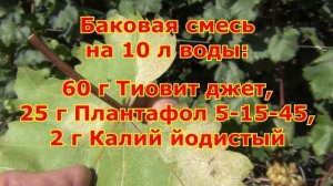 ОСЕННИЕ БОЛЕЗНИ винограда. НЕ РАССЛАБЛЯЕМСЯ !!!