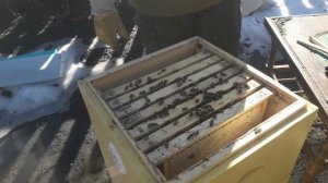 28 марта 2025 г. Первый осмотр семей.