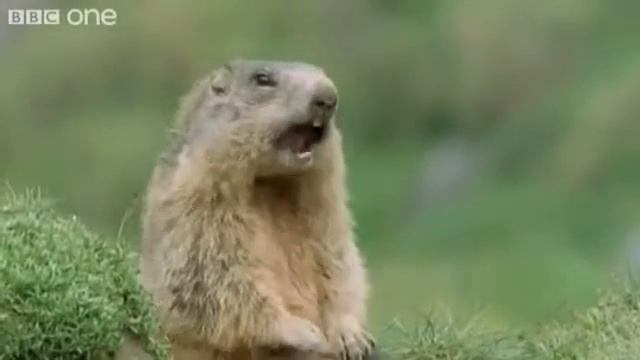 alan, all, ალან - gog.ge смотреть онлайн