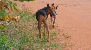 Awesome Dogs Mating Friend in Field - Breeding Pets Season - Asia Village Animal