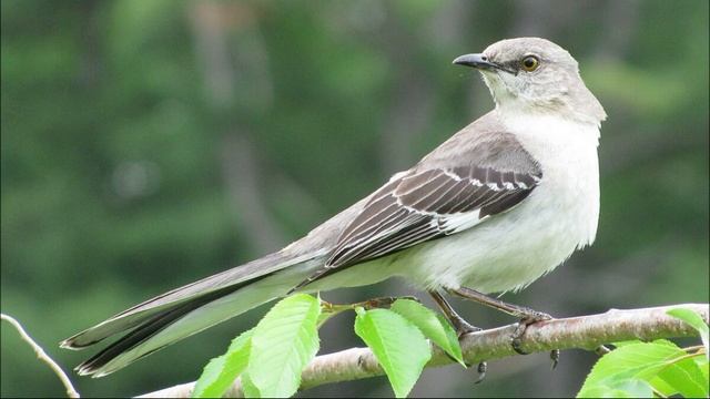Пение пересмешника. Звуки многоголосого пересмешника. смотреть онлайн