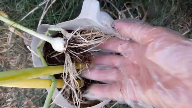 Cosechando Cebollas y Semillas 🧅 смотреть онлайн