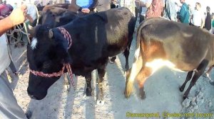 MOL BOZOR NARXLARI. CHELEK MOL BOZORI 28.08.2019 (самарканд мол бозор 2019)