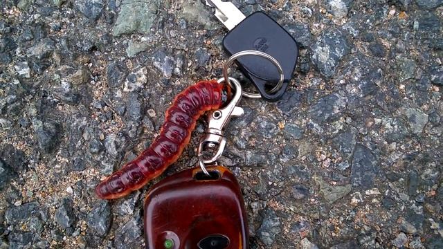 1508 Housenka смотреть онлайн