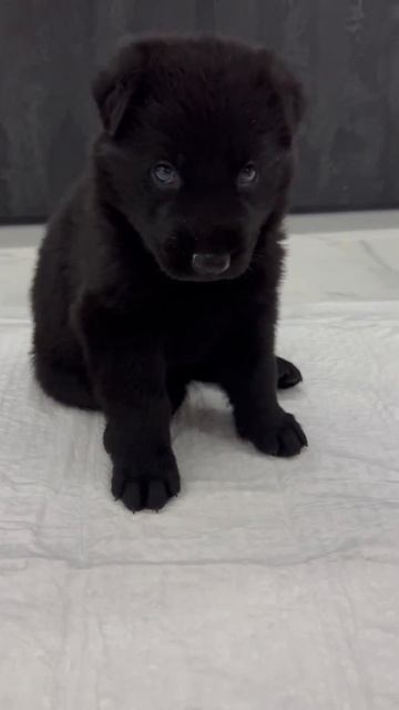 Очень милое видео. Икота щенка☺️ смотреть онлайн