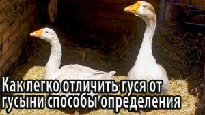 Как легко отличить гуся от гусыни способы определения пола