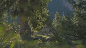 Лес -Антистресс сериал