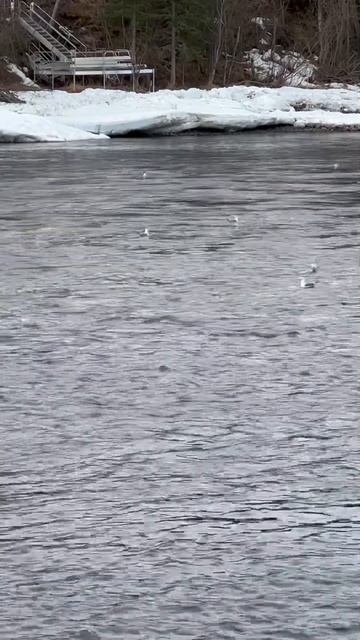 Beautiful Morning on the Kenai River alaska shorts kenairiver peaceful nature