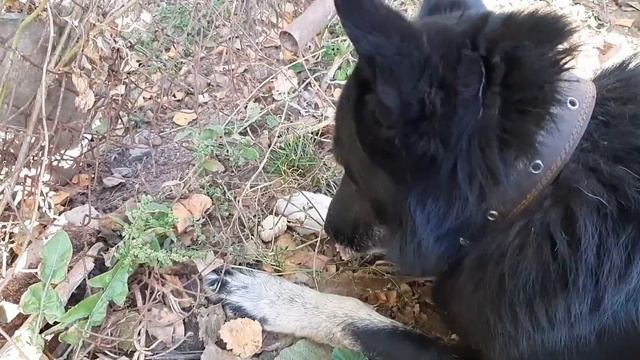 На десерт.