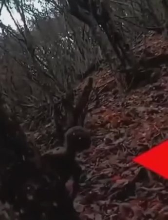 Неизвестное Страшное Существо в Лесу