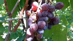 Виноград Армани. Сезон 2020г.