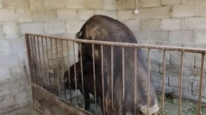 Кабаны кроют свинок,а у нас заливка прохода.