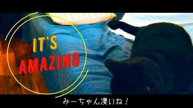 曲に合わせて尻尾を振る黒猫はこちらです♪ смотреть онлайн