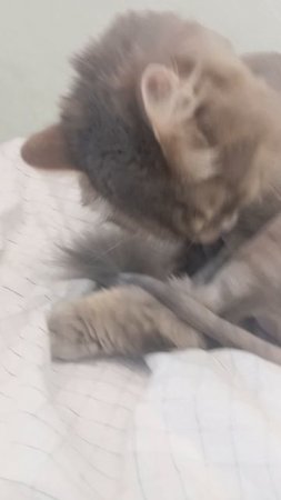 мой кот
