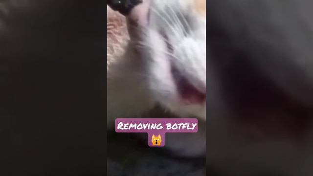 PENYAKIT LARVA PADA KUCING смотреть онлайн