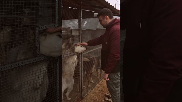 Отвезли 100кг корма в приют