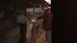 Отвезли 100кг корма в приют