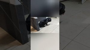 Спешим поделиться замечательной новостью о нашем пациенте! 🎉