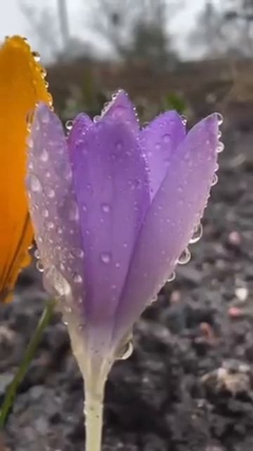 Птицы с юга прилетают. смотреть онлайн