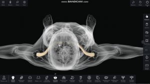 Как отличить левую ключицу от правой