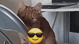 6. Поведение кота:спит,ест,гуляет,отдыхает... #шортс #животные #кот