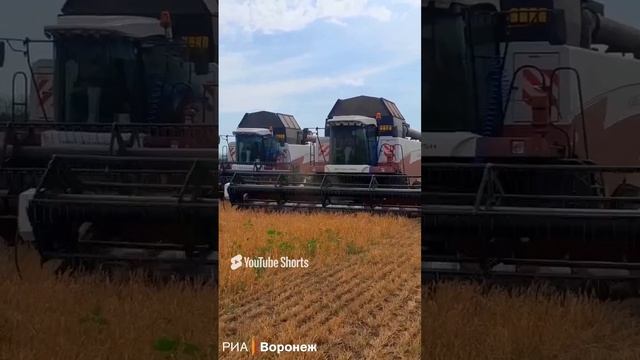 уборка озимой пшеницы