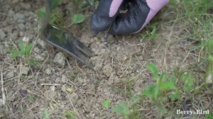 Удалитель сорняков ручной Berry&Bird