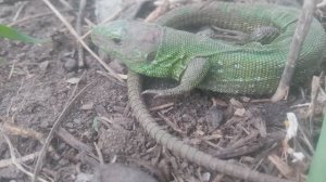 Зелёная ящерица Это относительно крупная, очень стройная ящерица с длиной тела до 15,5 см