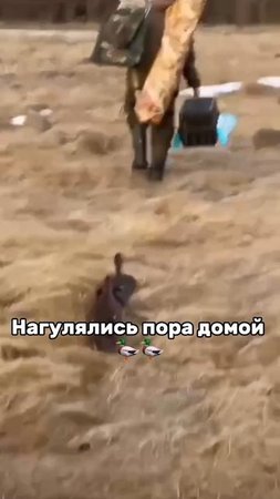 Охота на Селезня 🦆