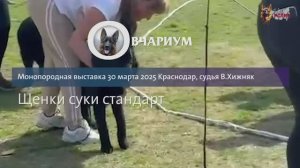 ЩЕНКИ СУКИ / КЧК КРАСНОДАР 30 марта`25 В.Хижняк Моно немецких овчарок