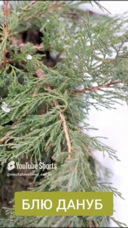 КАК ВЫГЛЯДЯТ МОЖЖЕВЕЛЬНИКИ В НАЧАЛЕ ЗИМЫ. ЧАСТЬ 1🌲❄ 2.12.2022 г.❄