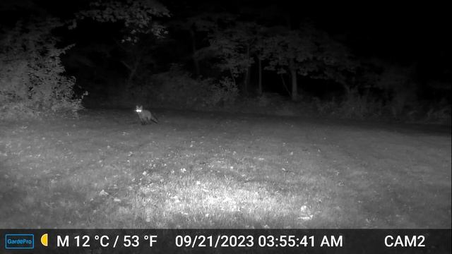 Winchester-Nabu Detective Agency: Foxes! [and coyote guest] смотреть онлайн