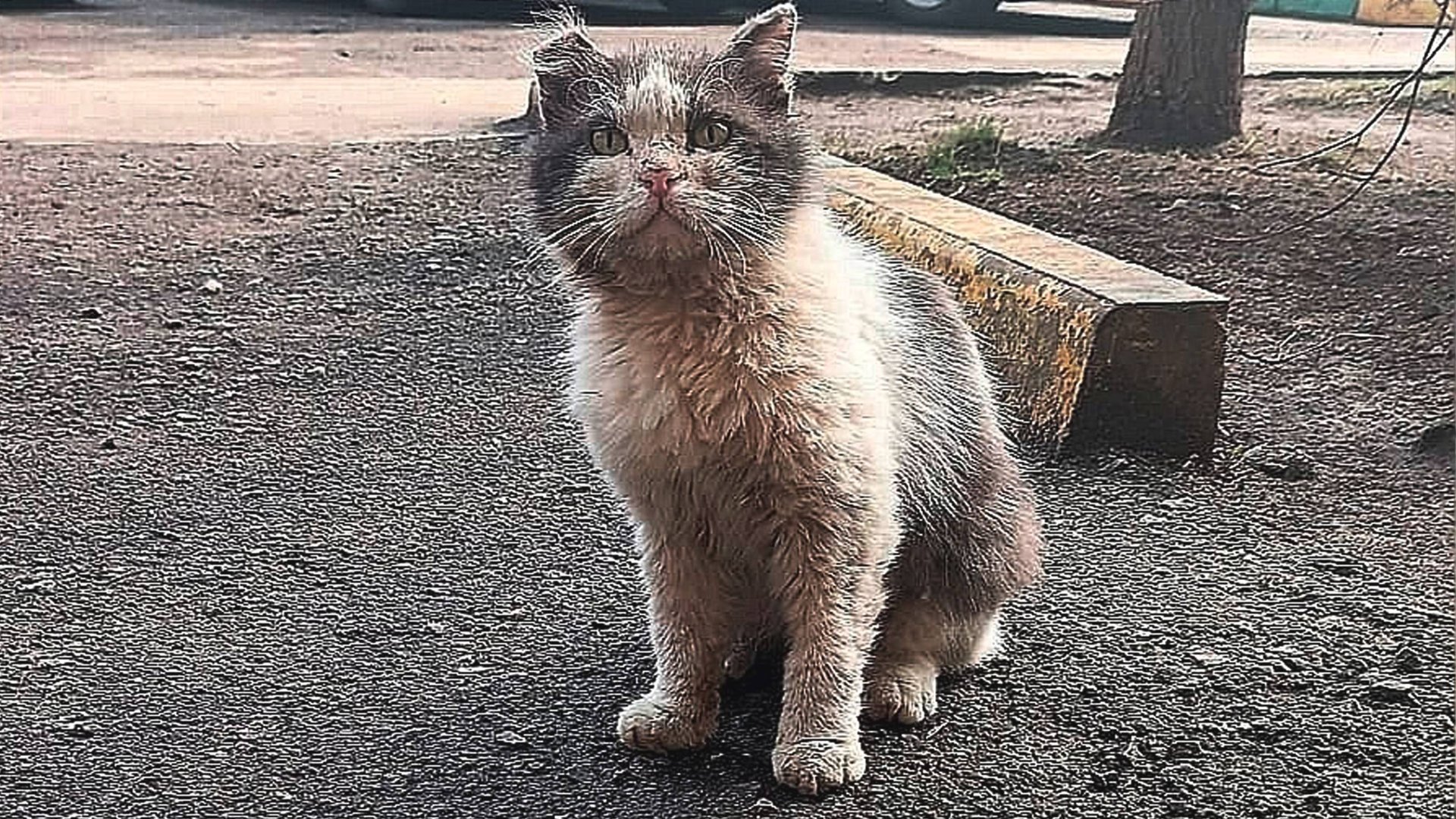 Шикарнейший котик сидит на дороге плачет и просит помощи человека