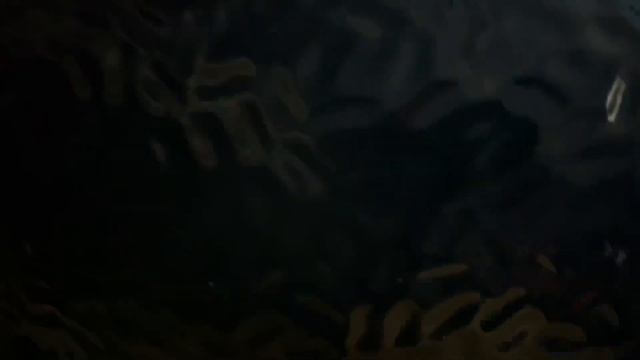 Hot BBQ Tips Fast! Sear First Ribeye Steak on the Monolith Classic Pro Series 2 смотреть онлайн