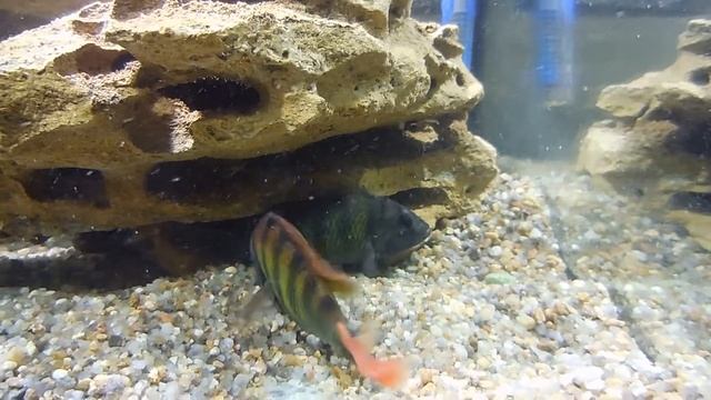 Хаплохромис CH-44/хаплохромис толстокожий/Haplochromis CH-44 - подготовка к нересту смотреть онлайн