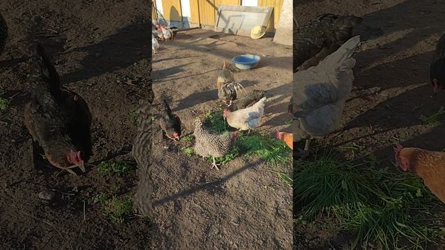 Первая зелëная трава для курочек🐔 Ещё рыжий кот Фокс 🐱 и хозяюшка Лапа 🤠 и конечно собрал яйца🥚