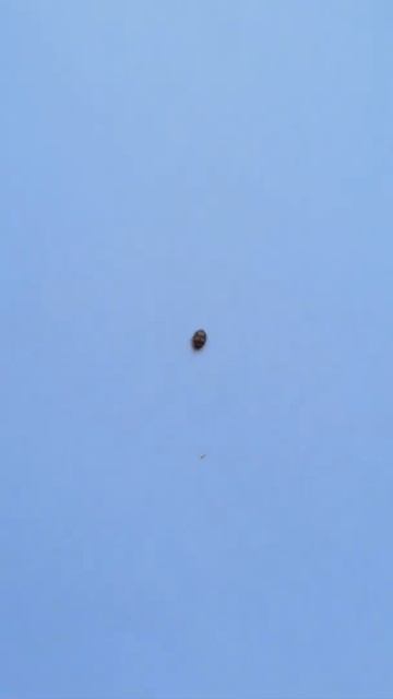 БОЖЬЯ КОРОВКА )) смотреть онлайн