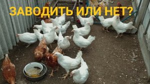 Смело заводи курей! Отличные птички!👍