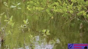 Аллигаторы и другие обитатели парка Эверглейдс, Флорида.