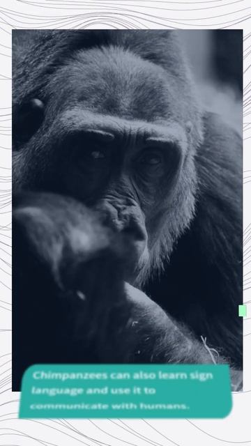 Chimpanzee #facts #shortclips #animal #Chimpanzee