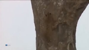 ДИКАЯ ПРИРОДА АФРИКИ  ЛЕОПАРДЫ