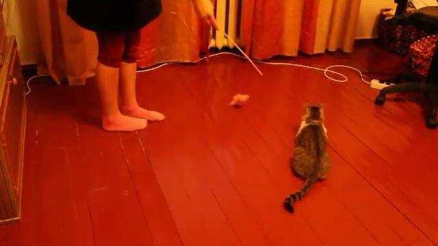 я,кот Ёсик и морская свинка Тиша смотреть онлайн