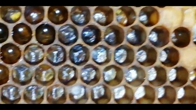 Прививка личинок. - Прививка китайским шпателем.