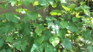 ОБРАБОТКА ВИНОГРАДА ВО ВРЕМЯ И ПОСЛЕ ЦВЕТЕНИЯ