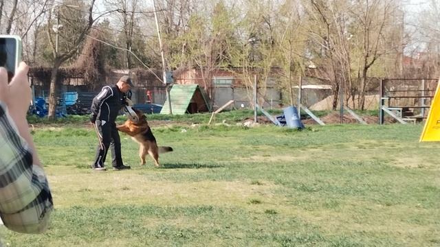 2 Отл. СС Зависть Богов ШЕНОН +++ №23 / КЧК КРАСНОДАР 30 марта`25 В.Хижняк Моно немецких овчарок